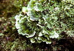 fungi
